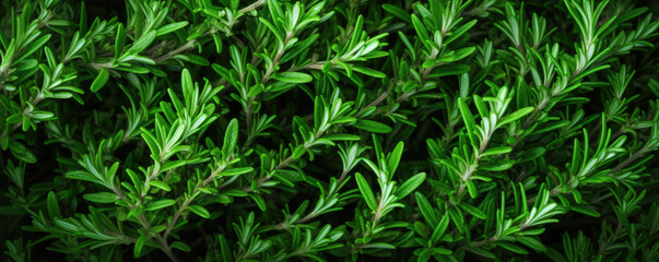 Fototapeta premium Vibrant green rosemary herb closeup