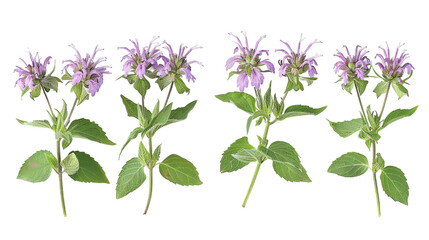 Bee Balm and Monarda Flowers Collection: Stunning Botanical Illustrations in Digital Art, Isolated on Transparent Backgrounds for Creative Designs and Decorative Projects.