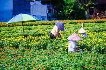 Women working in flower fields in rural areas of Cho Lach district, Ben Tre province, Vietnam