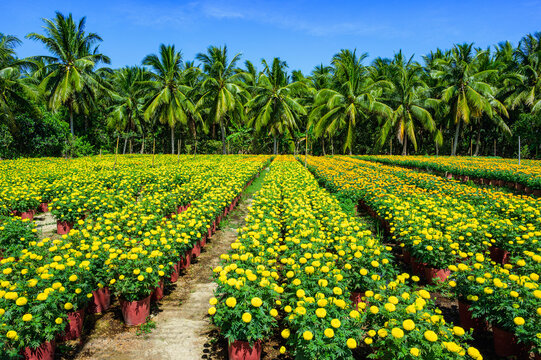 Landscape of blooming flower fields in the countryside of Cho Lach district, Ben Tre province, Vietnam