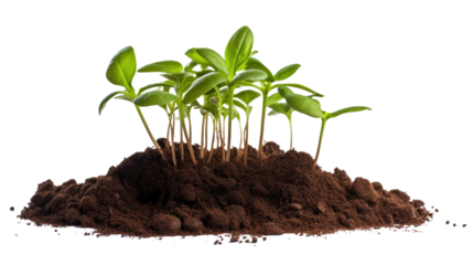 sprout in a pile of soil  isolated on a white background 