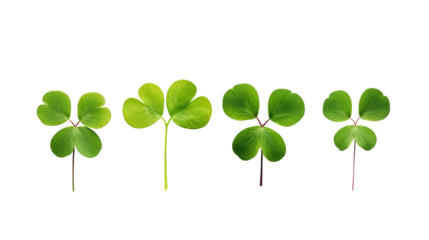 three-leaf and four-leaf clover in a row on a white isolated background