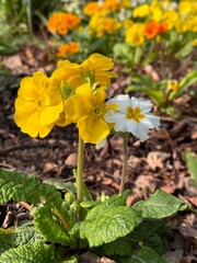Yellow and white flowers against colourful background