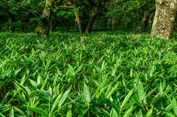 覚満淵の熊笹とブナ林