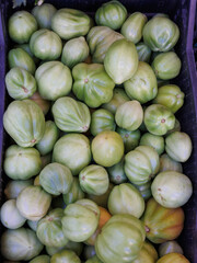 View from Above of Freshly Harvested Green and Unripe Tomatoes Inside a Plastic Basket