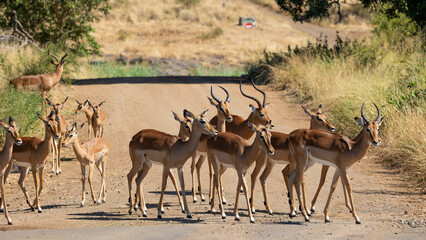 a herd of impala crossing the road