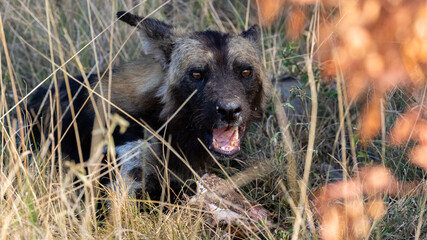 an old African wild dog feeding