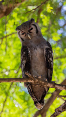 a Verreaux's eagle owl in day time