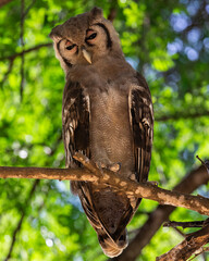 a Verreaux's eagle owl in day time