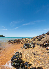 Coastal Landscape with Fresh Mussels on the Rocky Seashore of Kaiteriteri Beach, New Zealand