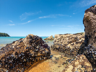 Coastal Landscape with Fresh Mussels on the Rocky Seashore of Kaiteriteri Beach, New Zealand