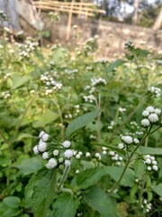 flowers in the garden