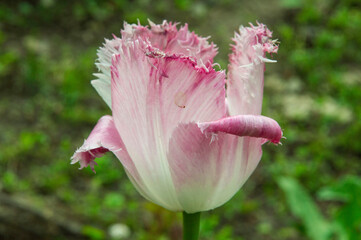close-up: super siesta tulip with pure white fringe and rose coloration