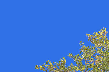 natural background, blue cloudless sky with openwork tree crowns