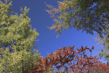 natural background, blue cloudless sky with openwork tree crowns