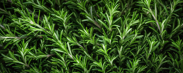 Vibrant green rosemary herb closeup