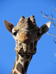 動物園のキリン