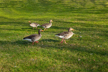 ducks on a meadow in the city park