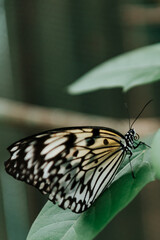 Butterfly sitting on a flower