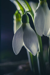 Obraz premium Flowers and plants