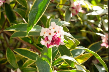 bud of Winter Daphne ,Daphne odora	