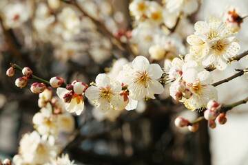 Japanese plum blossom in early spring	
