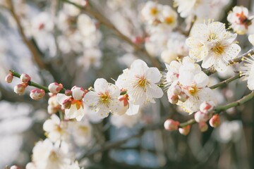 Japanese plum blossom in early spring	
