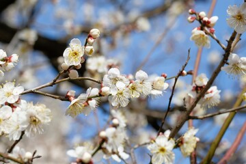 Japanese plum blossom in early spring	
