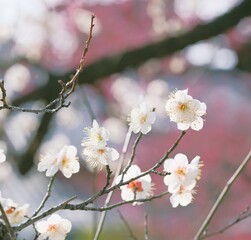 Japanese plum blossom in early spring	
