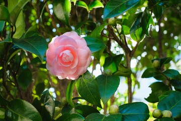 Camellia japonica 'Otome' in full blooming	