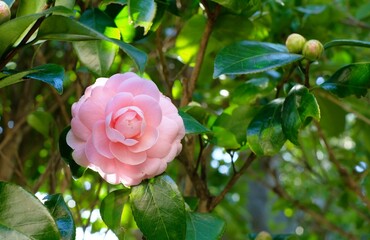 Camellia japonica 'Otome' in full blooming	