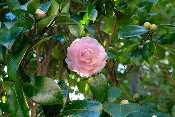 Camellia japonica 'Otome' in full blooming	