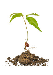 Seedlings grown from seed isolated