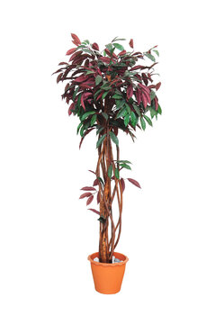 Artificial trees in pots isolated
