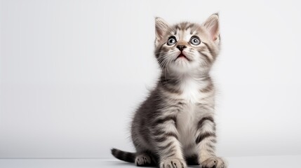 Cute kitten sitting on a white background, looking up at the sky