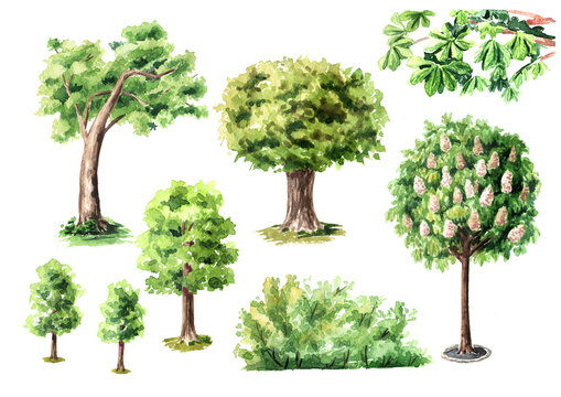 Urban trees set, Watercolor hand drawn illustration isolated on white background