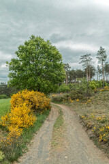 Spring - Landscape with yellow-blooming shrubs.