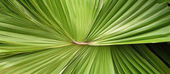 This close-up depicts a large, green Mexican fan palm leaf from the evergreen tree Washingtonia robusta. The intricate details of the palmate leaf are visible, showcasing its vibrant color and texture - obrazy, fototapety, plakaty