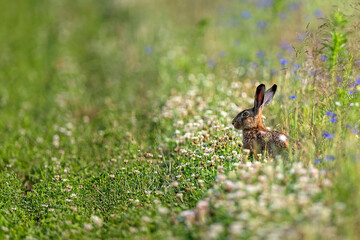 Hare in a clearing in the wild
