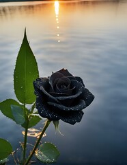 black rose in the water.A black rose with water droplets. Can be used to symbolize mystery, elegance, or beauty in various design projects/