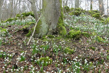 M&auml;rzenbecher auf der Schw&auml;bischen Alb