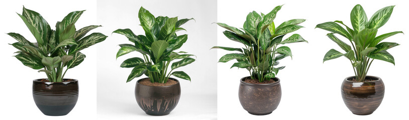 Collection aglaonema plant displayed in dark ceramic pot - obrazy, fototapety, plakaty