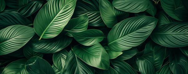 nature background tropical leaf, abstract green texture leaves of Spathiphyllum cannifolium