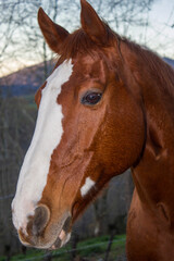 Obraz premium Caballo, Primer plano de la cabeza