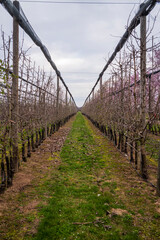 Fototapeta na wymiar apple orchard before bloom