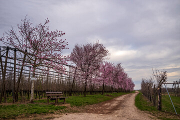 almond trees in spring