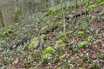 Fototapeta premium Märzenbecher im Vorfrühling