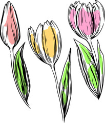 Vector drawing linear flowers tulips seamless pattern