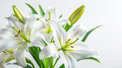 Elegant white lilies with space for text, perfect for spring themes, Easter, or sympathy cards, isolated on a white background