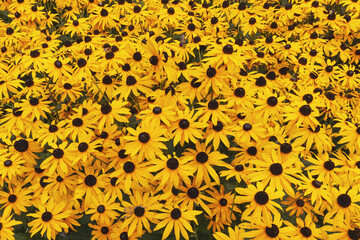 A field of yellow black-eyed Susans in full bloom on a sunny day